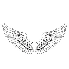 Fototapeta premium vector wings of a bird, vector wings of the eagle, eagle with wings