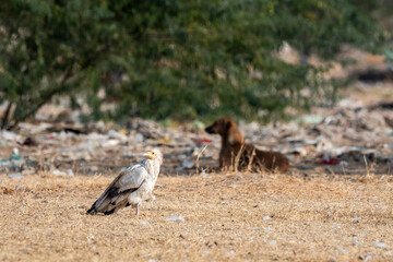Egyptian vulture or Neophron percnopterus bird and ferocious dog in background conservation threat during winter migration in dump yard of Jorbeer Conservation Reserve bikaner rajasthan india asia
