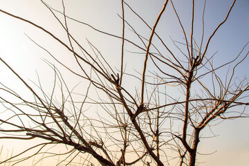bare branches of a tree in winter