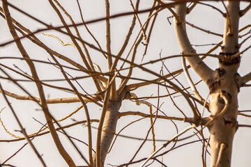 bare branches of a tree in winter