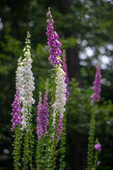 A lovely assortment of beautiful purple and white flowers adorned with vibrant green stems, creating a picturesque garden scene
