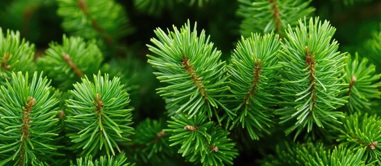 Lush green pine branches illuminated by sunlight in a vibrant summer forest creating a serene and tranquil natural atmosphere