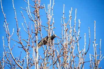 bird in the bare tree branch under blue sky