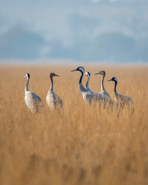 Demoiselle crane or Grus virgo flock or family in open field or grassland during winter season migration at Tal Chhapar blackbuck sanctuary churu rajasthan India asia