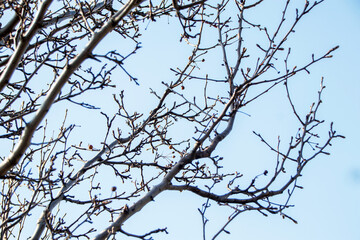 bare branches of a tree against blue sky