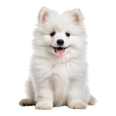 Obraz premium Fluffy white puppy sitting with joyful expression, isolated on transparency background
