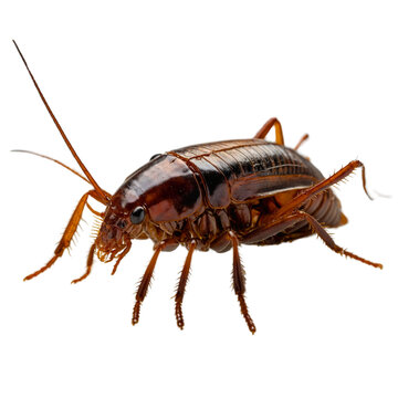 Oriental Cockroach