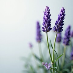 Naklejka premium Delicate twigs of lavender amidst soft white texture, nature, closeup