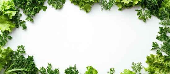 Obraz premium Green Lettuce Leaves Framed on White Background with Space for Text Fresh Vegetables Healthy Eating Concept