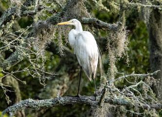 great white heron