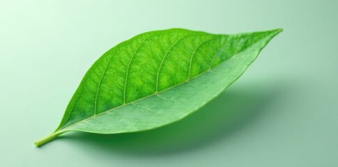Obraz premium Delicate green leaf with intricate veins on a light gray background, natural elements, botanical, abstract