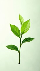 Fototapeta premium Delicate green tea leaves suspended in mid-air against a white background, , isolated