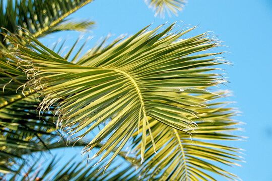 selective shot green palm tree leaf under blue sky
