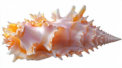 Obraz premium Elegant Sea Shell with Ridges and Whorls Displayed on White Background