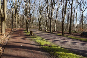 Leafless beech trees along a road and cycle path to the Dutch village of Bergen in winter. Forest dunes in the background. February