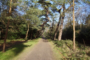 Path with sloping pine trees to forest and dunes near the Dutch village of Bergen. Winter, Netherlands, February