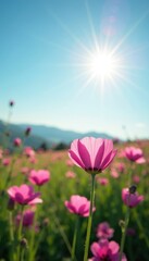 Fototapeta premium delicate pink meadow pea blooms against a blue sky, sun, landscape, nature