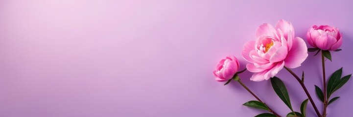 Naklejka premium delicate pink peonies on a soft lavender background, peonies, botanical