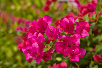 Close-up view of pink bougainvillea flower blooming on branch
