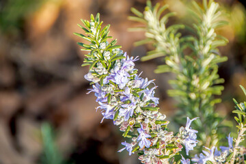 lilac flowers on a green background