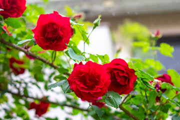 赤い薔薇が咲く