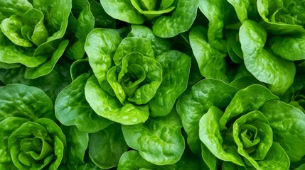 Close-up of Fresh Green Lettuce Leaves