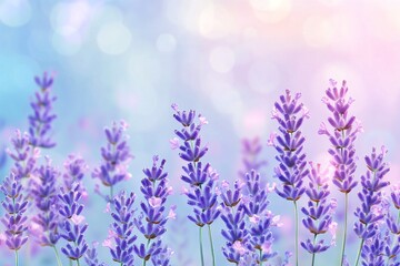 Obraz premium Lavender Flowers in Bloom with Soft Pastel Background and Gentle Sunlight Bokeh Effect