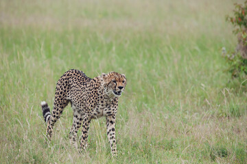 Cheetah roams through its territory