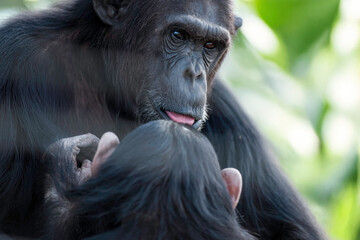 Obraz premium Chimpanzee with Baby