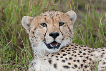 Cheetah roams through its territory