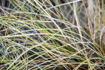 close up of green grass