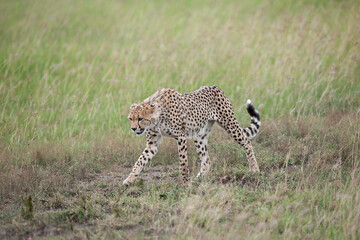 Cheetah roams through its territory