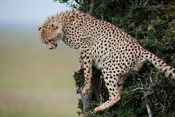 Cheetah roams through its territory