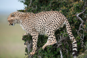 Cheetah roams through its territory