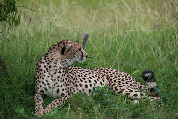 Cheetah roams through its territory
