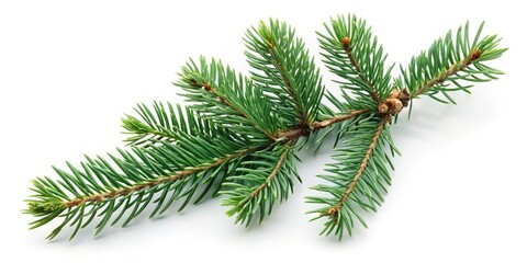 Rustic vintage spruce fir branch, isolated on white, evokes Christmas spirit; evergreen, wintery, and botanically perfect.
