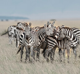 Herd of Zebra in the Savannah of Africa
