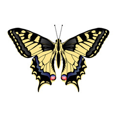 Papilio machaon butterfly. Machaon butterfly on white background