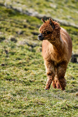 Alpaca in the Alps of Austria