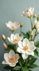 Fototapeta premium Delicate Cream-Colored Blossoms in Full Bloom, a Close-Up Study of Nature's Elegance