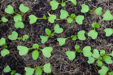 Jungpflanzen im Gemüsebeet 