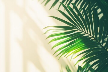 Tropical Green Palm Leaf with Sunlight and Shadows on Light Beige Background for Nature Concepts