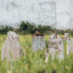 Bird on top of a construction site