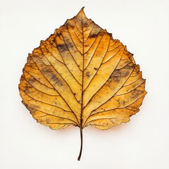 Dried autumn leaf, studio shot, white background, design element