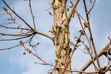 tree branches against blue sky