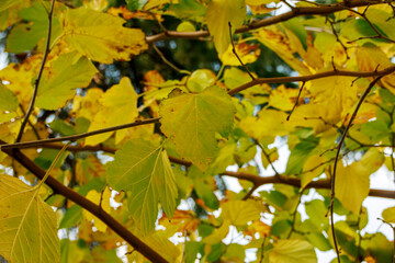 yellow maple leaves in the winter