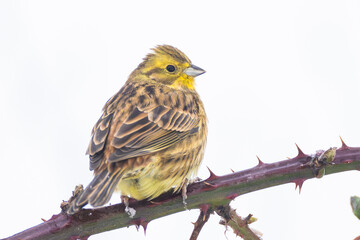 male Yellowhammer Emberiza citrinella perched on blackberry bush branch in Putgarten, Insel Rügen, Germany