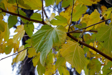 green leaves against blue sky