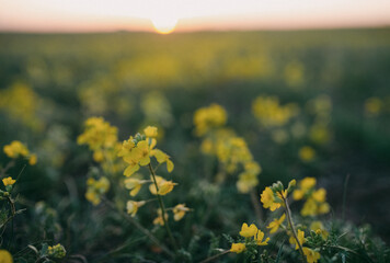 field of yellow flowers