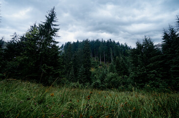 A dense forest with tall evergreen trees under a cloudy sky, surrounded by lush green grass and wildflowers.